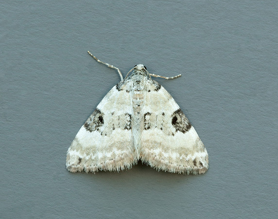 70.136 BF1806 Pretty Pinion Perizoma blandiata