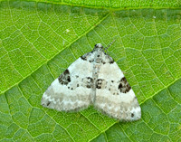 70.136 BF1806 Pretty Pinion Perizoma blandiata