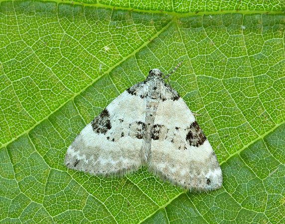 70.136 BF1806 Pretty Pinion Perizoma blandiata