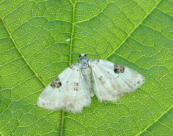 70.136 BF1806 Pretty Pinion Perizoma blandiata