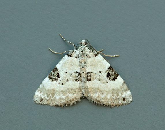 70.136 BF1806 Pretty Pinion Perizoma blandiata