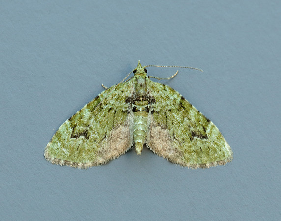 70.142 BF1858  V-Pug Chloroclystis v-ata