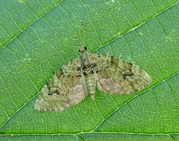 70.142 BF1858  V-Pug Chloroclystis v-ata