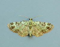 70.144 BF1860 Green Pug Pasiphila rectangulata