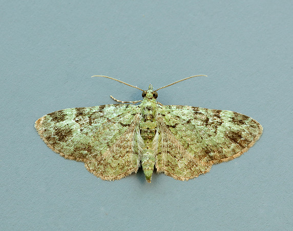 70.144 BF1860 Green Pug Pasiphila rectangulata