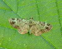 70.144 BF1860 Green Pug Pasiphila rectangulata