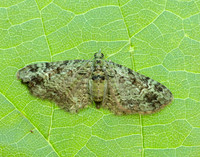 70.144 BF1860 Green Pug Pasiphila rectangulata