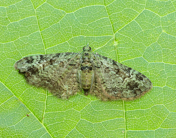 70.144 BF1860 Green Pug Pasiphila rectangulata
