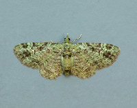 70.144 BF1860 Green Pug Pasiphila rectangulata