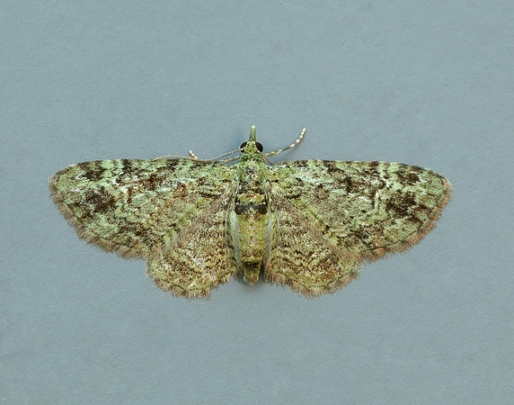 70.144 BF1860 Green Pug Pasiphila rectangulata