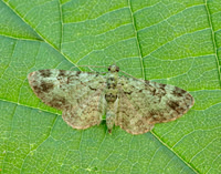 70.144 BF1860 Green Pug Pasiphila rectangulata
