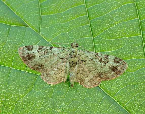 70.144 BF1860 Green Pug Pasiphila rectangulata