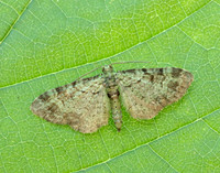 70.144 BF1860 Green Pug Pasiphila rectangulata