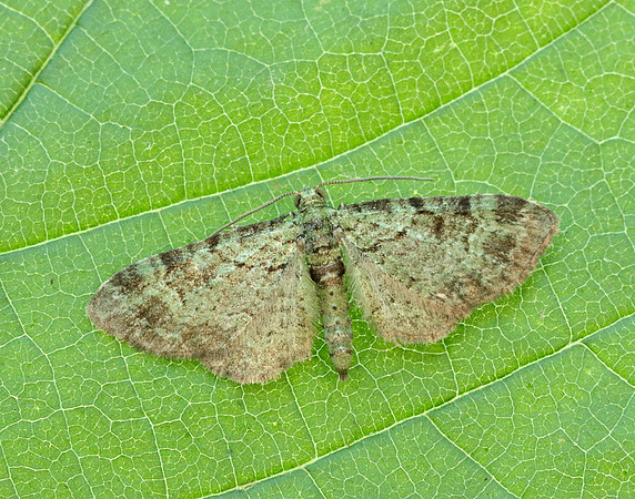 70.144 BF1860 Green Pug Pasiphila rectangulata