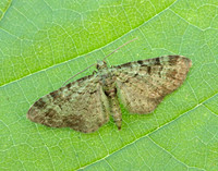 70.144 BF1860 Green Pug Pasiphila rectangulata