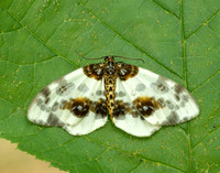 70.206 BF1885 Clouded Magpie Abraxas sylvata