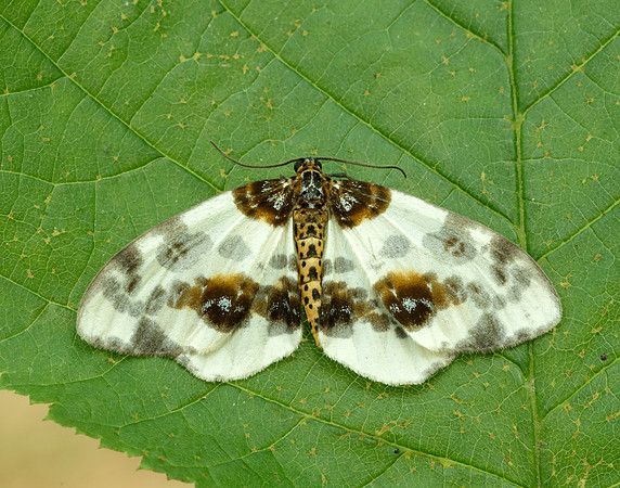 70.206 BF1885 Clouded Magpie Abraxas sylvata