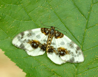 70.206 BF1885 Clouded Magpie Abraxas sylvata