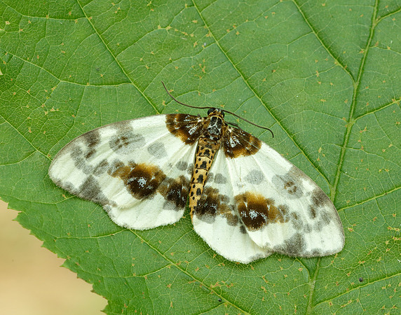 70.206 BF1885 Clouded Magpie Abraxas sylvata