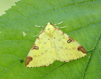 70.226 BF1906 Brimstone Moth Opisthograptis luteolata