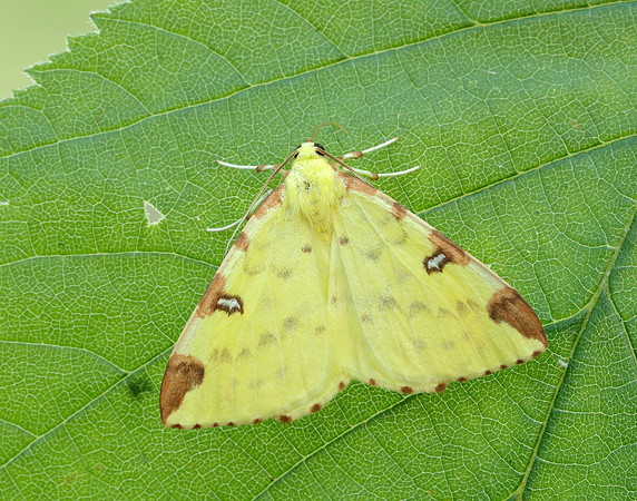 70.226 BF1906 Brimstone Moth Opisthograptis luteolata