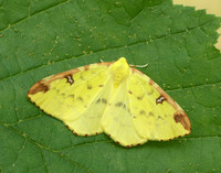 70.226 BF1906 Brimstone Moth Opisthograptis luteolata