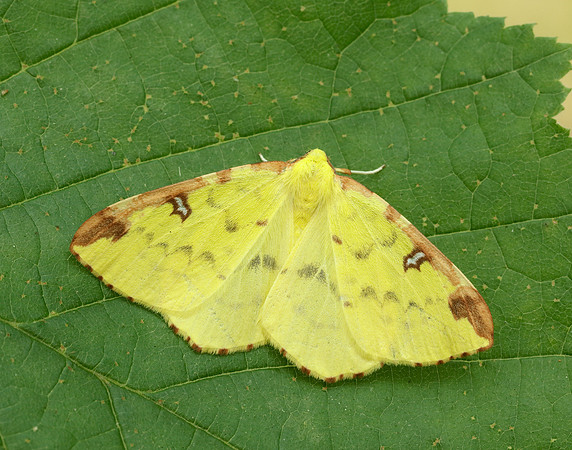 70.226 BF1906 Brimstone Moth Opisthograptis luteolata