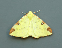 70.226 BF1906 Brimstone Moth Opisthograptis luteolata