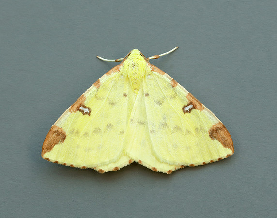 70.226 BF1906 Brimstone Moth Opisthograptis luteolata