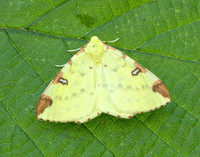 70.226 BF1906 Brimstone Moth Opisthograptis luteolata
