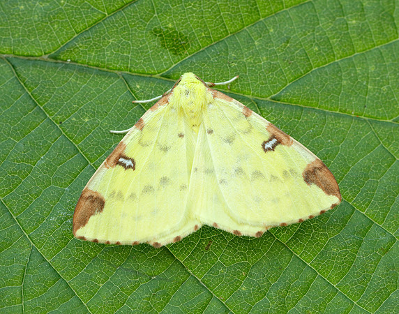 70.226 BF1906 Brimstone Moth Opisthograptis luteolata