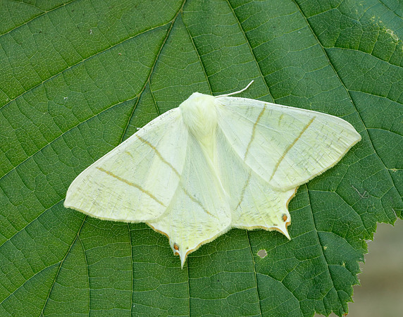70.243 BF1922 Swallow-tailed Moth Ourapteryx sambucaria