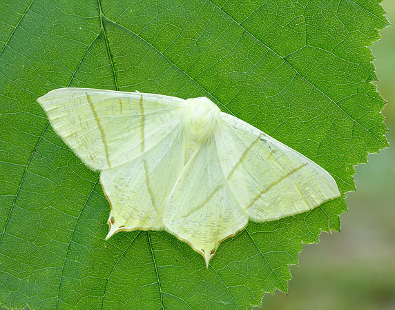 70.243 BF1922 Swallow-tailed Moth Ourapteryx sambucaria