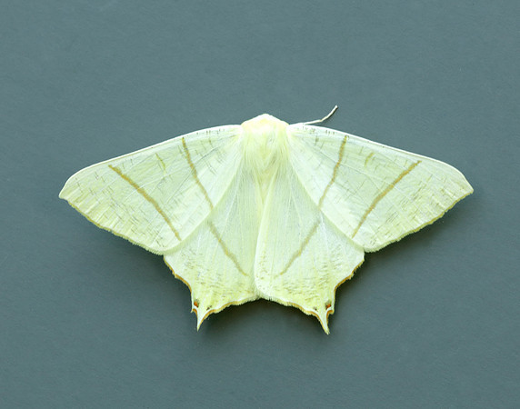70.243 BF1922 Swallow-tailed Moth Ourapteryx sambucaria
