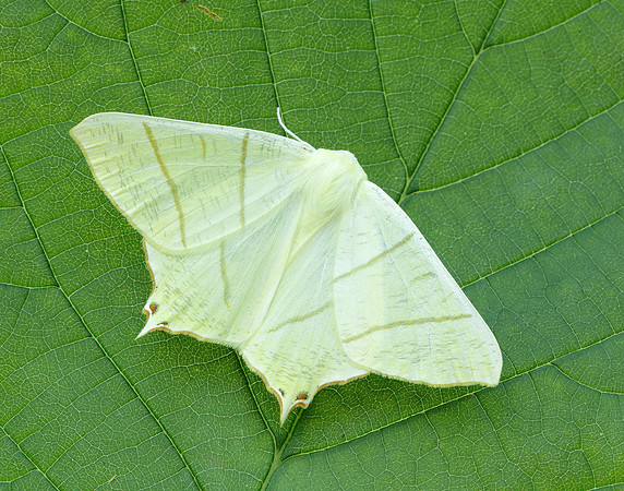 70.243 BF1922 Swallow-tailed Moth Ourapteryx sambucaria