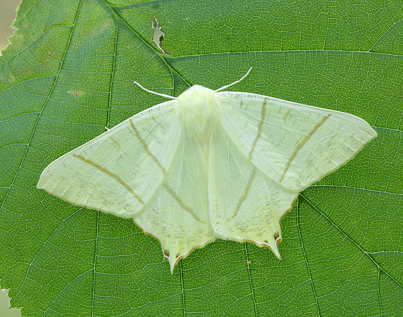 70.243 BF1922 Swallow-tailed Moth Ourapteryx sambucaria