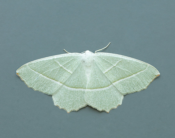 70.283 BF1961 Light Emerald Campaea margaritaria