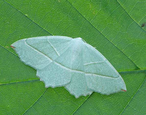 70.283 BF1961 Light Emerald Campaea margaritaria