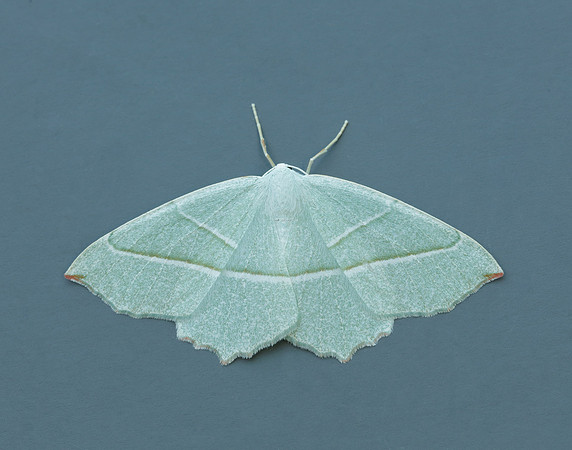 70.283 BF1961 Light Emerald Campaea margaritaria