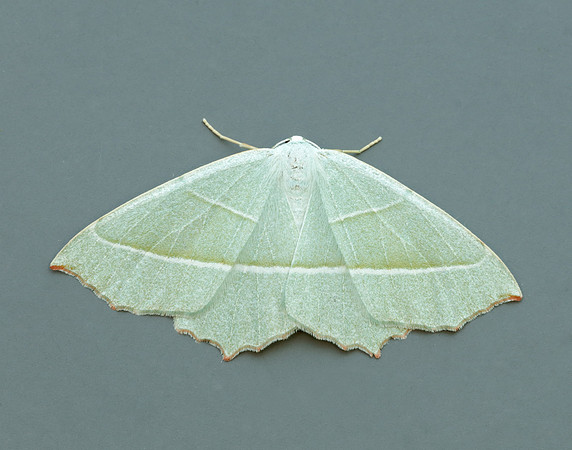 70.283 BF1961 Light Emerald Campaea margaritaria