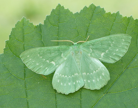 70.299 BF1666 Large Emerald Geometra papilionaria