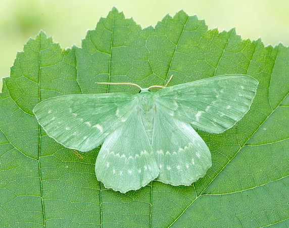 70.299 BF1666 Large Emerald Geometra papilionaria