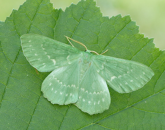70.299 BF1666 Large Emerald Geometra papilionaria