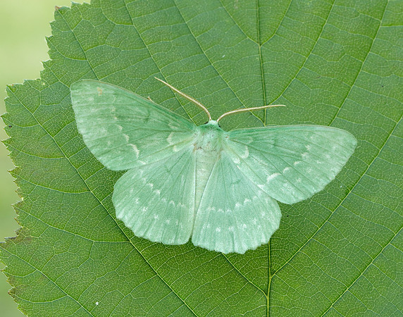 70.299 BF1666 Large Emerald Geometra papilionaria