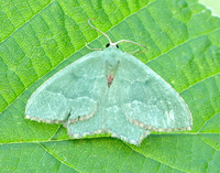 70.305 BF1669 Common Emerald Hemithea aestivaria