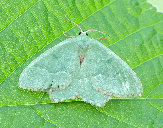 70.305 BF1669 Common Emerald Hemithea aestivaria
