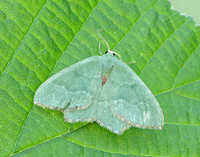 70.305 BF1669 Common Emerald Hemithea aestivaria