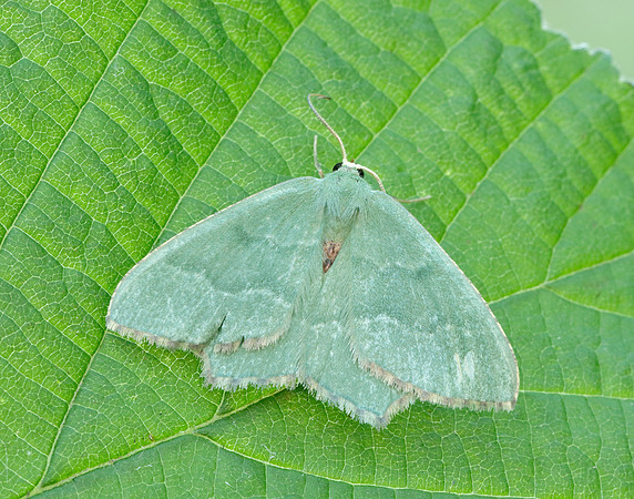 70.305 BF1669 Common Emerald Hemithea aestivaria