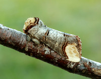 71.025 BF1994 Buff-tip Phalera bucephala