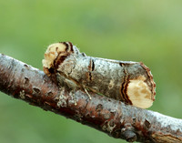 71.025 BF1994 Buff-tip Phalera bucephala